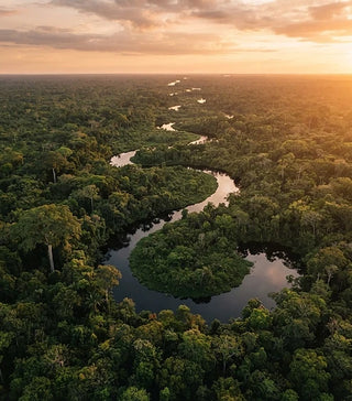 Aerial view of a vast forest canopy