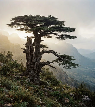 The Cedars of Lebanon