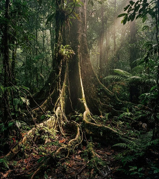 The Amazon rainforest